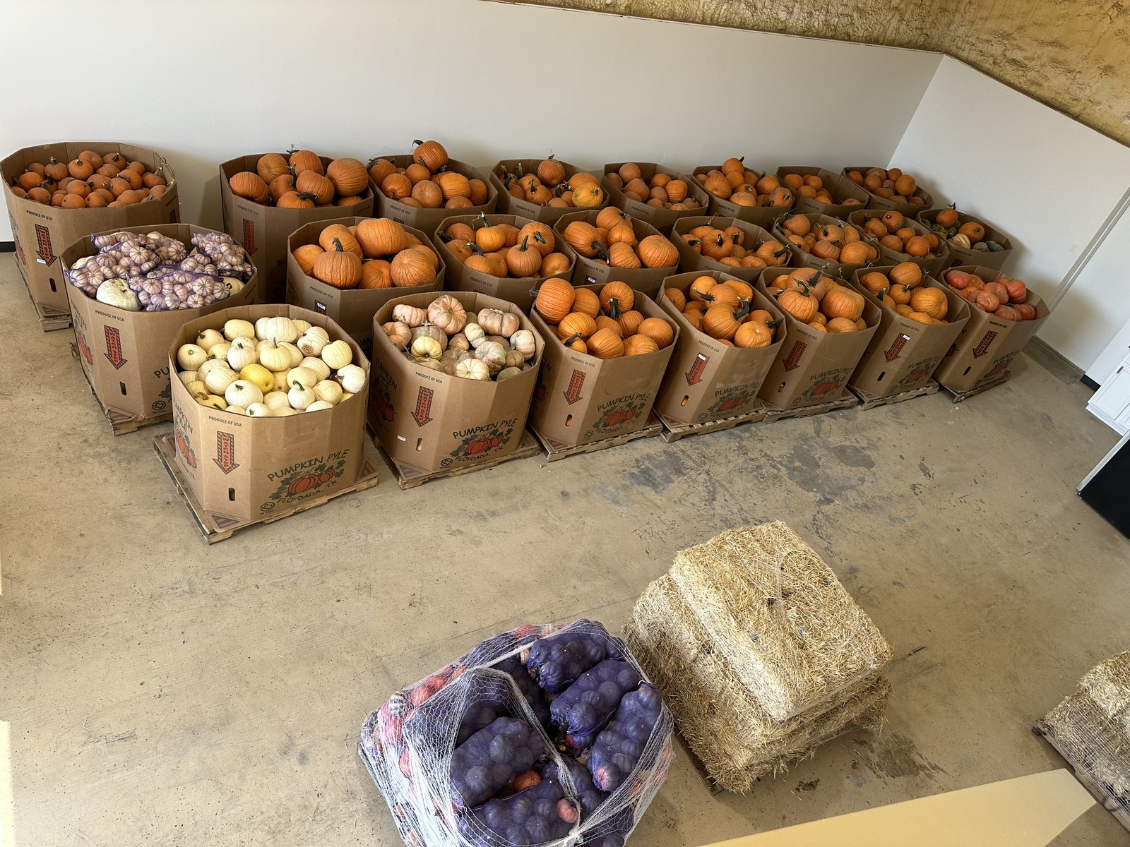 Bins of assorted pumpkins in the Longhorn Pumpkins warehouse before delivery week