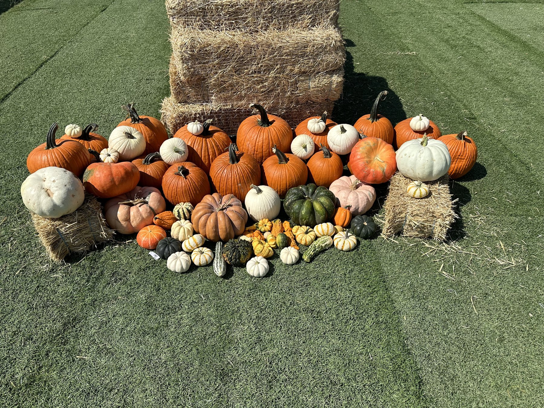 A commercial-scale assortment of pumpkins and gourds staged around hay bales