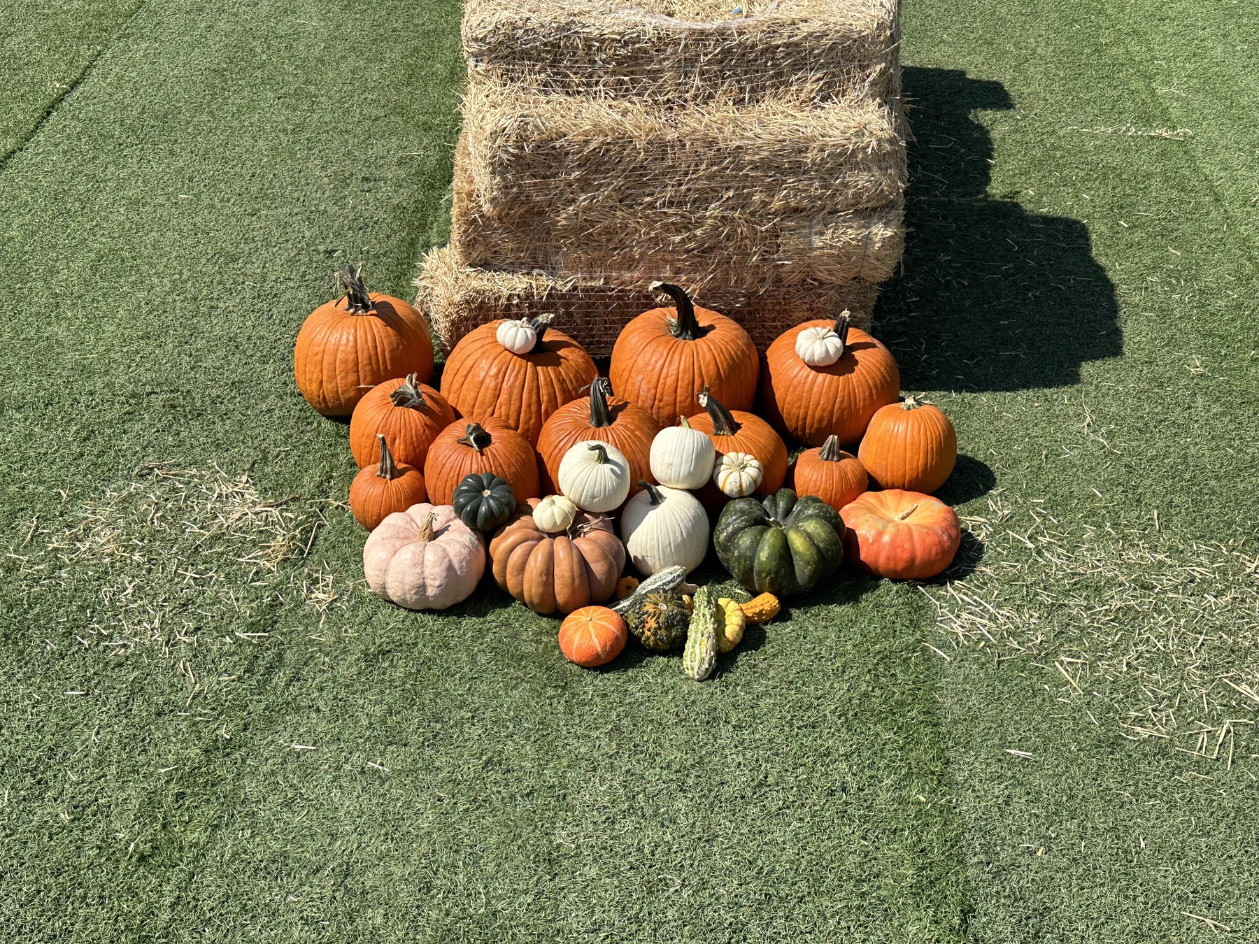 The Bluebonnet package laid out in full — two dozen pumpkins and gourds in orange, white, blush, and green, grouped in front of a hay bale