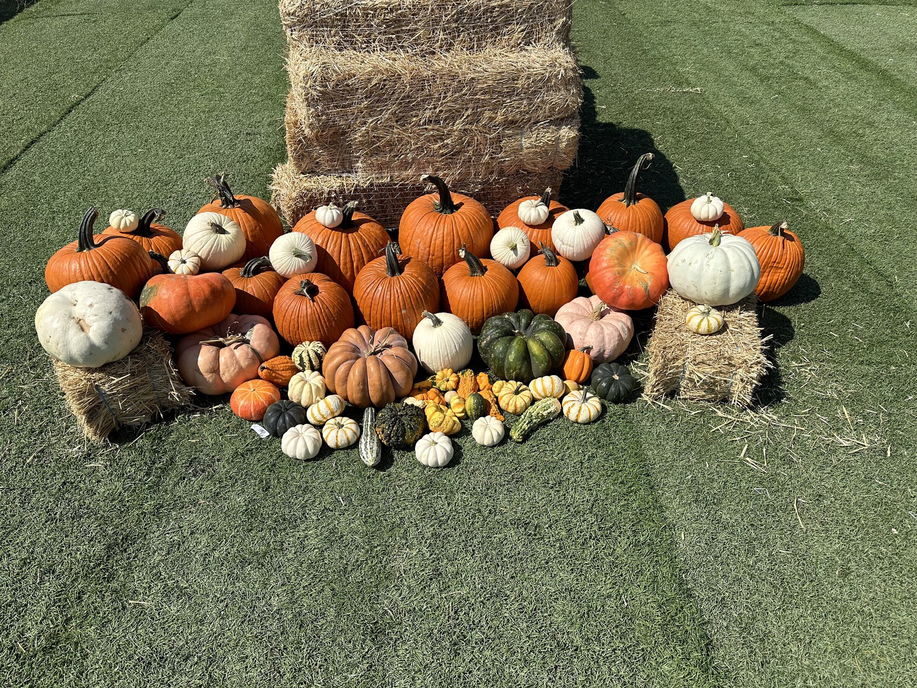 The Hill Country package laid out in full — about sixty pumpkins and gourds in orange, white, heirloom, and green, grouped around three hay bales