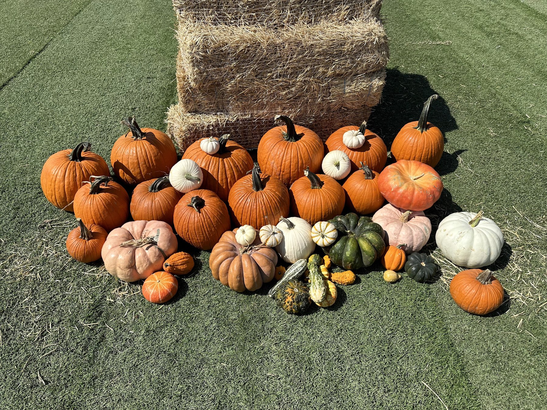The Lone Star package laid out in full — thirty-four pumpkins and gourds in orange, white, blush, and green, grouped in front of a hay bale