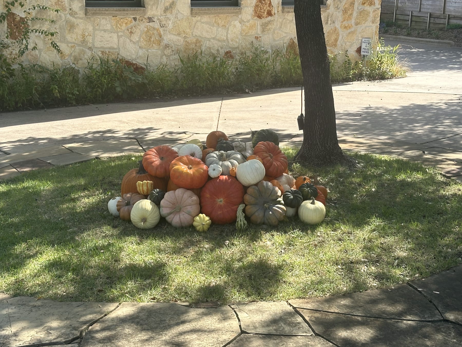 A layered cluster of orange, white, and heirloom pumpkins arranged on the lawn beneath a shade tree