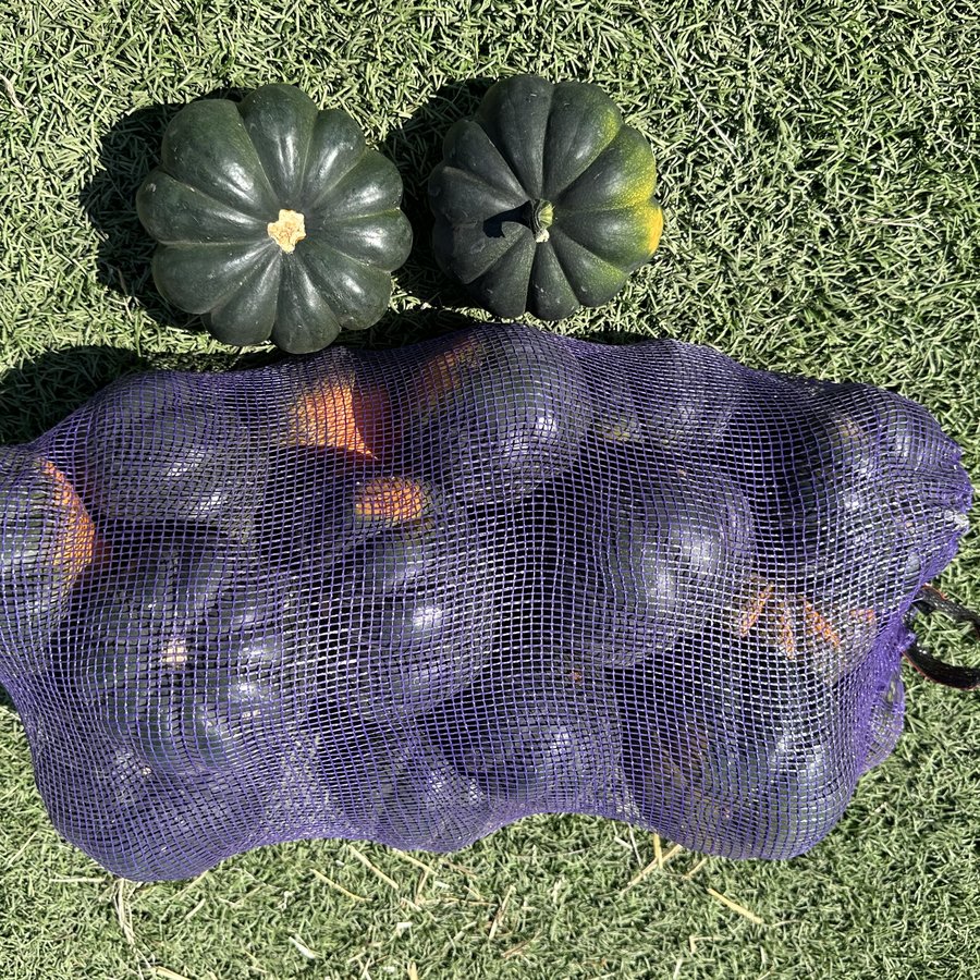 Ornamental gourds pumpkin