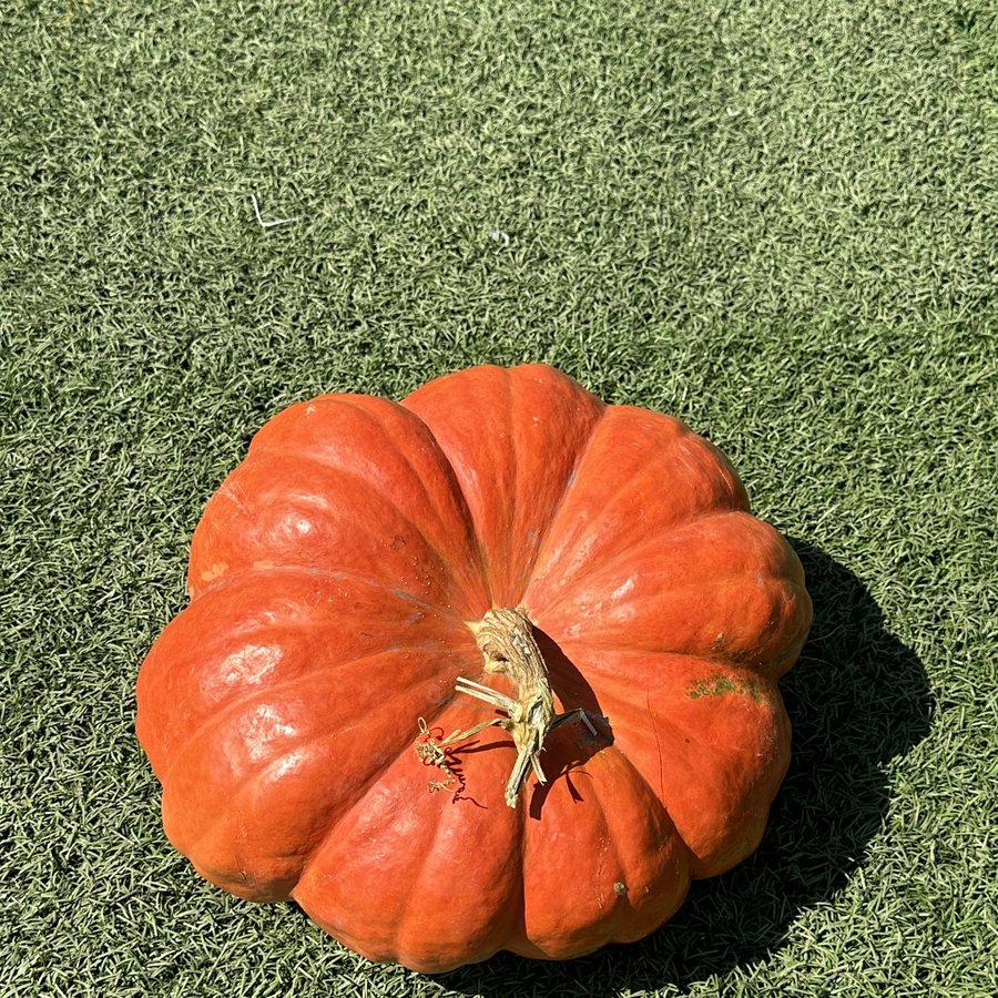 Cinderella pumpkin