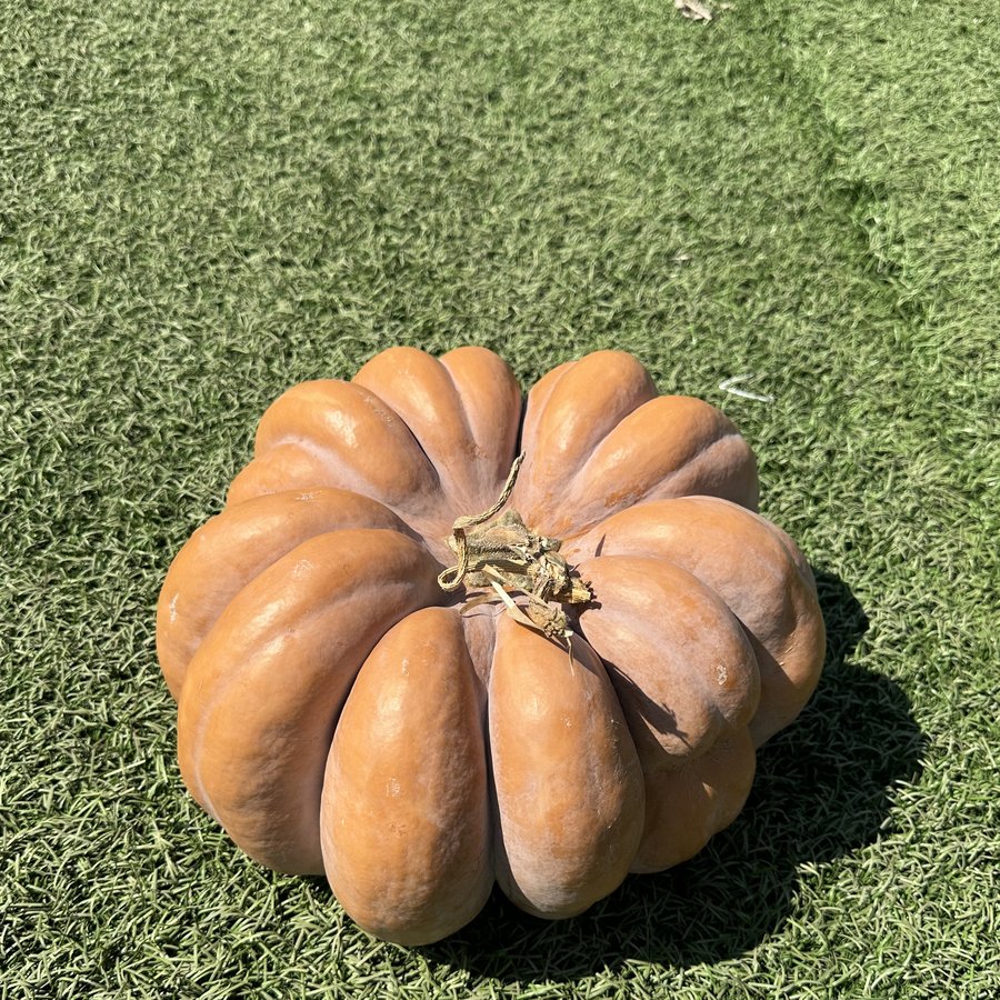 Fairytale pumpkin