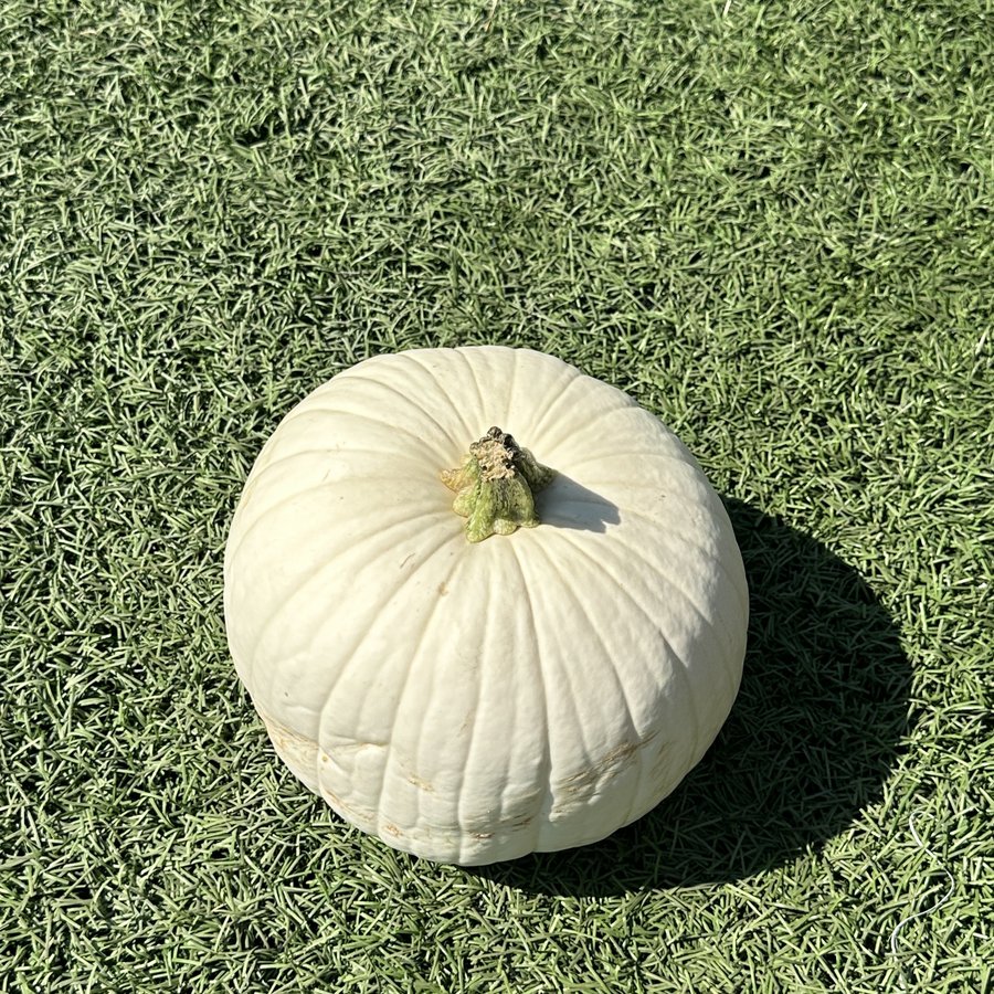 White ghost pumpkin