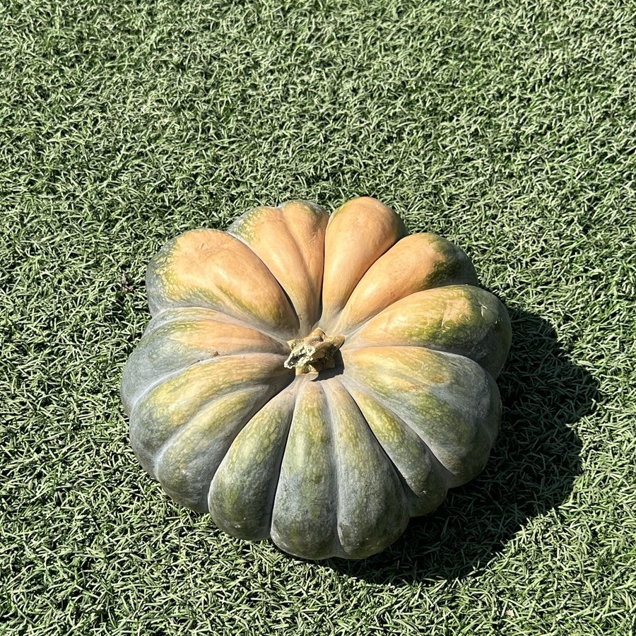 Heirloom specialty pumpkin