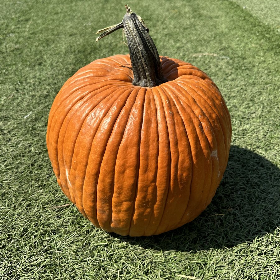 Jack o'lantern pumpkin