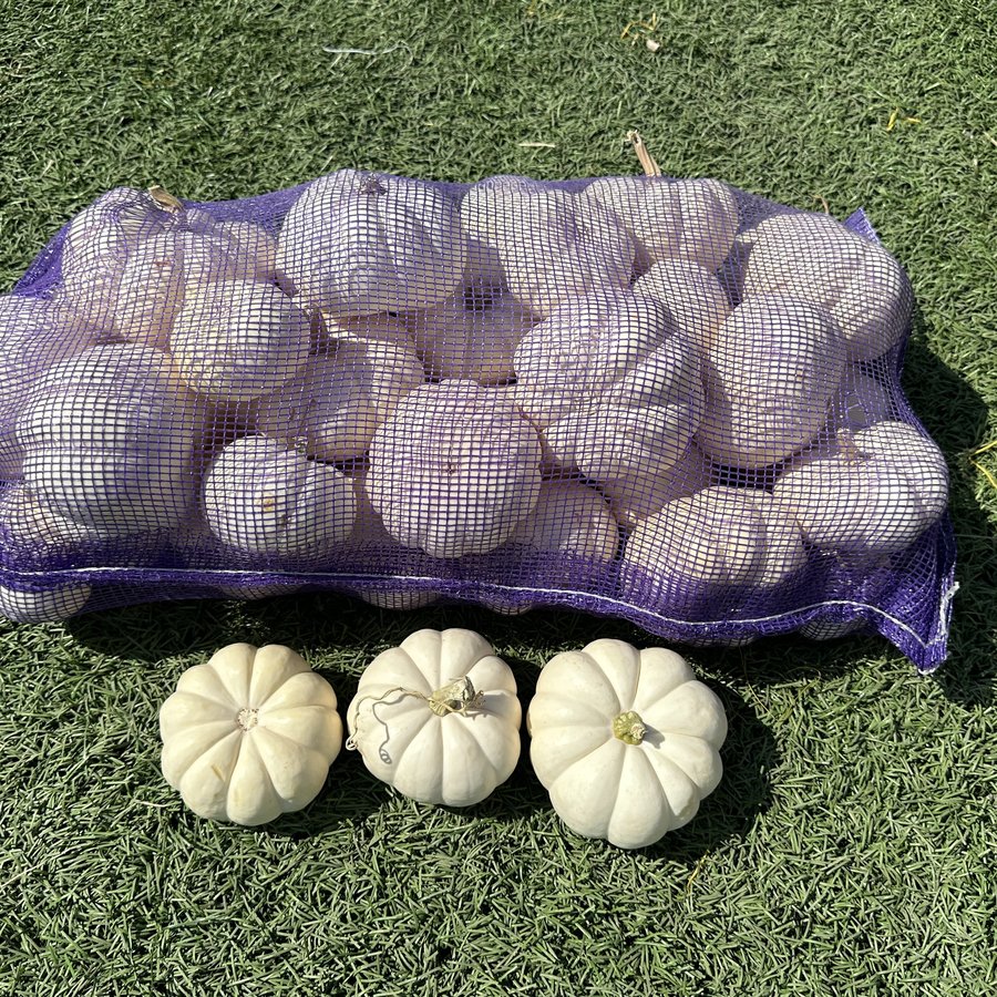 Mini whites pumpkin