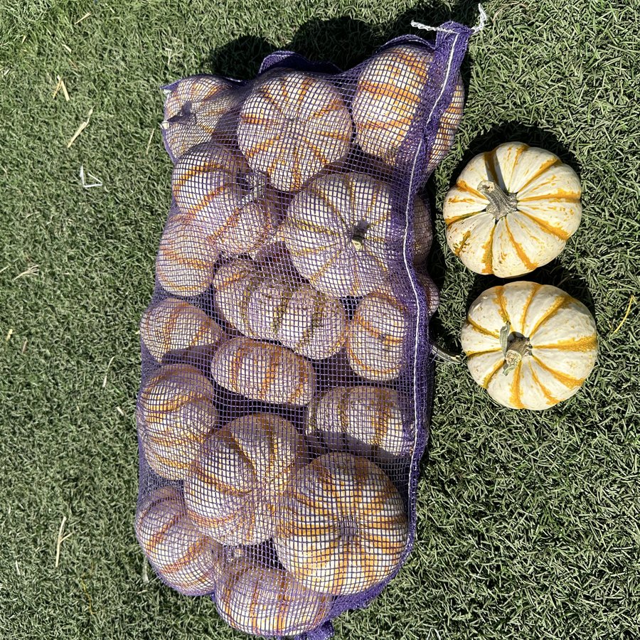 Tiger-stripe minis pumpkin