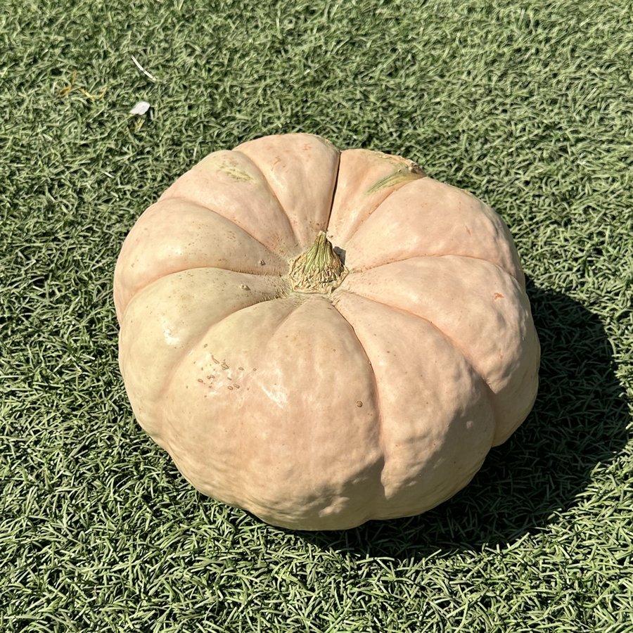 Porcelain doll pumpkin